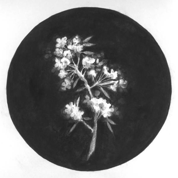 Fleurs - 13