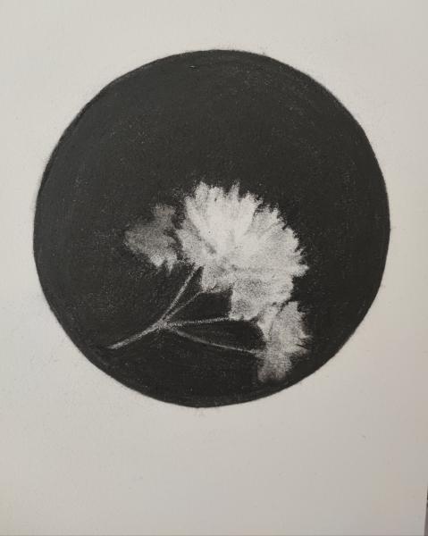 Fleurs - 15