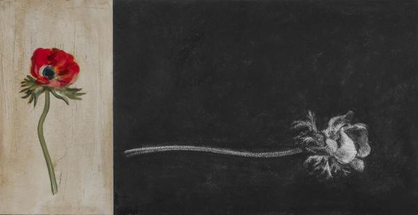 Fleurs - 12